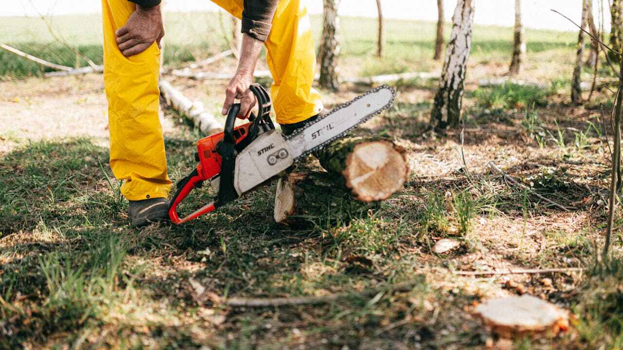 Best Commercial Tree Services  in Marion Oaks, FL